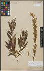 Foto von Salix triandra L. x Salix viminalis L.